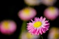 Close-up on pink daisy flower