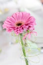 Close up pink daisy flower Royalty Free Stock Photo
