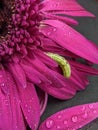 close up of pink daisy flowers with catterpilar water drop Royalty Free Stock Photo