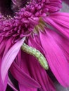 close up of pink daisy flowers with catterpilar and water drop Royalty Free Stock Photo