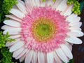 Close up pink daisy gerbera flowers, yellow pollen, flaower wallpaper, macro Royalty Free Stock Photo