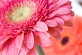 Close-up pink daisy-gerbera with water drops Royalty Free Stock Photo