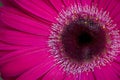 Close up of pink daisy petals Royalty Free Stock Photo