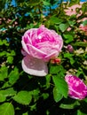 Close up of Pink Damask rose blooming on the branch in the flower garden for background.Dew Drops on Damask Rose. Pink of Damask R Royalty Free Stock Photo