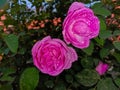 Close up of Pink Damask rose blooming on the branch in the flower garden for background.Dew Drops on Damask Rose. Pink of Damask R Royalty Free Stock Photo