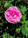 Close up of Pink Damask rose blooming on the branch in the flower garden for background.Dew Drops on Damask Rose. Pink of Damask R Royalty Free Stock Photo