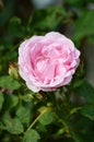 Pink damask rose flower in garden Royalty Free Stock Photo