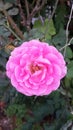 Pink damask rose flower in nature garden Royalty Free Stock Photo