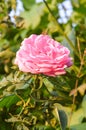 Pink damask rose flower in nature garden Royalty Free Stock Photo