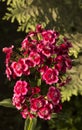 close-up: pink and dark red petaled alyssum flowers