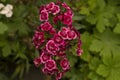 close-up: pink and dark red petaled alyssum flowers