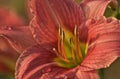 Close Up of Pink Daylily Royalty Free Stock Photo