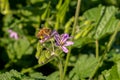 Close up of pink delicate wildflower Silene, Campion, Catchfly and honey bee