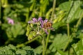 Close up of pink delicate wildflower Silene, Campion, Catchfly and honey bee