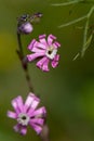 Close up of pink delicate wildflower Silene, Campion, Catchfly