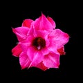 Close up pink desert rose, impala lily, adenium obesum or azalea Royalty Free Stock Photo