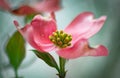 Pink Dogwood blossom Royalty Free Stock Photo