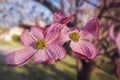 Close-up of pink dogwood blossoms on blurred foreshortened brach - Spring or Easter background Royalty Free Stock Photo