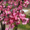 Close-up of a pink dogwood in spring bloom Royalty Free Stock Photo