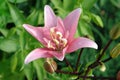 A close up of pink double lily of the `Candy Blossom` variety (Asiatic hybrid), natural green background Royalty Free Stock Photo