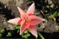 A close up of pink double lily of the `Elodie` variety (Asiatic hybrid lily) in the garden Royalty Free Stock Photo