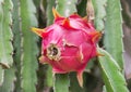 Close up pink dragon fruit or pitaya or pitahaya fruit hanging on tree Royalty Free Stock Photo