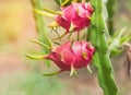 Close up pink dragon fruits or pitaya or pitahaya fruit hanging on tree