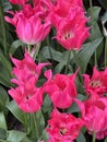 Close-up of pink Dutch tulips in full bloom