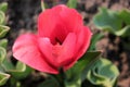 Close-up of Pink Dutch Variety tulip growing in the garden. Natural sunset light Royalty Free Stock Photo