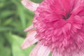 Close up of a pink echinacea flower.