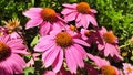 Close up of pink echinacea flowers Royalty Free Stock Photo