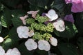 Close up of the pink edged white flowers and green center buds and foliage of a Hydrangea macrophylla Royalty Free Stock Photo