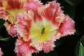 Close up of a pink edged yellow tulip with crenelated leaves