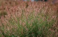 Close-up of Pink ellwood`s gold leaf or Chamaecyparis lawoniana. Popularly planted as an ornamental in park