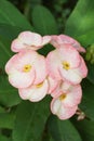 Pink Euphorbia milii flower in nature garden