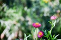 Close-up of pink Everlasting flowers or Straw flowers on bokeh background