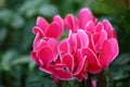 Close up pink Fairy Rose in garden Royalty Free Stock Photo