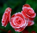 Close up pink Fairy Rose in garden Royalty Free Stock Photo