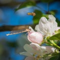 Pink female of common blue damselfly sitting on apple tree blossoms