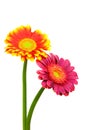 Close up of pink and flaming red yellow gerber daisy flowers on white background Royalty Free Stock Photo