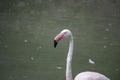 Close up of a pink flamingo bird on dark green background