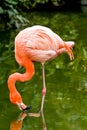 Close up of pink flamingo bird isolated.