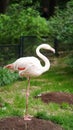 Close-up of pink flamingo bird in nature park,zoo outdoors.Animals in the wild,beautiful postcard Royalty Free Stock Photo