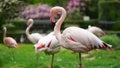 Close-up of pink flamingo bird in nature park,zoo outdoors.Animals in the wild,beautiful postcard Royalty Free Stock Photo