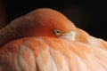 Close up pink flamingo between feathers Royalty Free Stock Photo