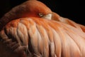 Close up pink flamingo between feathers Royalty Free Stock Photo