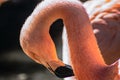 closeup of pink flamingo sleeping Royalty Free Stock Photo