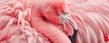 Close-up of a pink flamingo preening its feathers Royalty Free Stock Photo