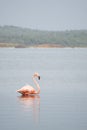 Close-up of a pink flamingo swimming in a lake on the island of Bonaire in the Caribbean Royalty Free Stock Photo