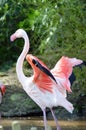 Close-up of a pink flamingos of camargue Royalty Free Stock Photo